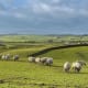 An investor network in the U.K. works to inform its members of the material investment risks connected with intensive livestock farming. The network, known as Farm Animal Investment Risk and Return, also highlights investment opportunities in meat alternatives. The global plant-based protein market has been forecast to grow from $8.4 billion in 2016 to $14.2 billion by 2022.Photo: Shutterstock