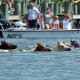 30. Chincoteague, Va. Cost: $505.6 million for 85 miles of seawallsPopulation: 2,888Avg. cost per person: $174,154Above, Chincoteague Island is known for its wild horses and annual pony swim.Visit ClimateCosts2040.org to see all of the rankings by state, county, city and Congressional district&nbsp;as well as the costs of seawalls; or to read the full report by the Center for Climate Integrity.Photo: The Old Major / Shutterstock