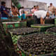 Belem, BrazilBelem's historic food market has given rise to the largest annual festival in the Amazon region dedicated to gastronomy, according to Unesco. Thanks to its geography, the city has a range of local food products, including seafood, acai berries (pictured) cocoa and pupunha, the fruit from peach palm.Photo: Shutterstock