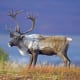 CaribouThis big members of the deer family with their impressive antlers are a game animal, and can be eaten. There are about 950,000 in Alaska and the Yukon. In Alaska, animals killed on the roadway belong to the State of Alaska.Photo: Shutterstock
