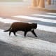 CatsAccording to BBC, there are several countries where people eat cats, but the U.S. is not one of them. The feline champion of the YouTube video is not considered meat here. You've just run over someone's pet, not dinner.Photo: Shutterstock