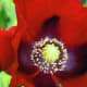 Use: This derivative of the poppy plant has actually been used as a medical treatment for decades in the U.S. in suppository form as B&amp;O Supprettes to treat moderate to severe pain from bladder or rectal conditions. They’ve also been used to treat intestinal cramps and diarrhea. Opium tincture, also known as Laudanum, and opium tincture with camphor, also known as paregoric, have been used for diarrhea and pain as well as sleeplessness, academics note. Risk: When using any narcotics, there’s a fine line between sleep and eternal sleep. Photo Credit: bernadettemacphersonmorris
