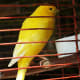A bird in the hand is worth two in the bush, but how much is a pet bird? Depends on what kind you get. A canary or parakeet can run about $10 to $50, but more exotic and larger species can cost thousands. And the larger the bird, the more it eats and the bigger, and more pricey, the cage. Keep in mind, most birds live pretty long lives and some species of birds have a lifespan greater than 50 years, so you’d better like the sound of that song, because you’ll be living with it for a good while. First Year Cost: $270 Annual Cost: $200 15 year lifespan cost: $3070 (Source: ASPCA) Photo Credit: tanakawho