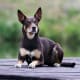 The Australian Kelpie is an energetic sheep herding dog. They are extremely intelligent, alert, eager and have limitless energy.