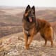 The elegant, agile Belgian Tervuren is a bright and self-assured herding dog of medium size, known to be affectionate and possessive with loved ones. This is another breed that needs to be exercised and kept creatively challenged.&nbsp;