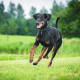 Dobermans, known for their guarding abilities, are smart, elegant and fearless.&nbsp;