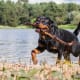 Male Rottweilers can weigh as much as 135 pounds, and they are often known as guardians. Despite their size, they will try to cuddle in your lap. The AKC says a well-bred and properly raised Rottweiler will be calm and confident, courageous but not unduly aggressive.