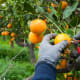 Love lemons? Adore oranges? This college claims the nation's only bachelor's degree program in citrus and horticultural science.