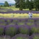 sequim, Washington, lavender, agriculture