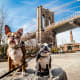 Average nightly cost to board your dog: $60.50Average nightly cost for a dog sitter: $70.35Cost difference between boarding and sitter: $9.85