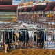 The big agricultural commodities in Colorado are cattle, calves and dairy.