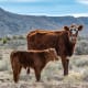 Hay and cattle are the big agriculture commodities in Nevada, where the ranches average about 3,500 acres in size.