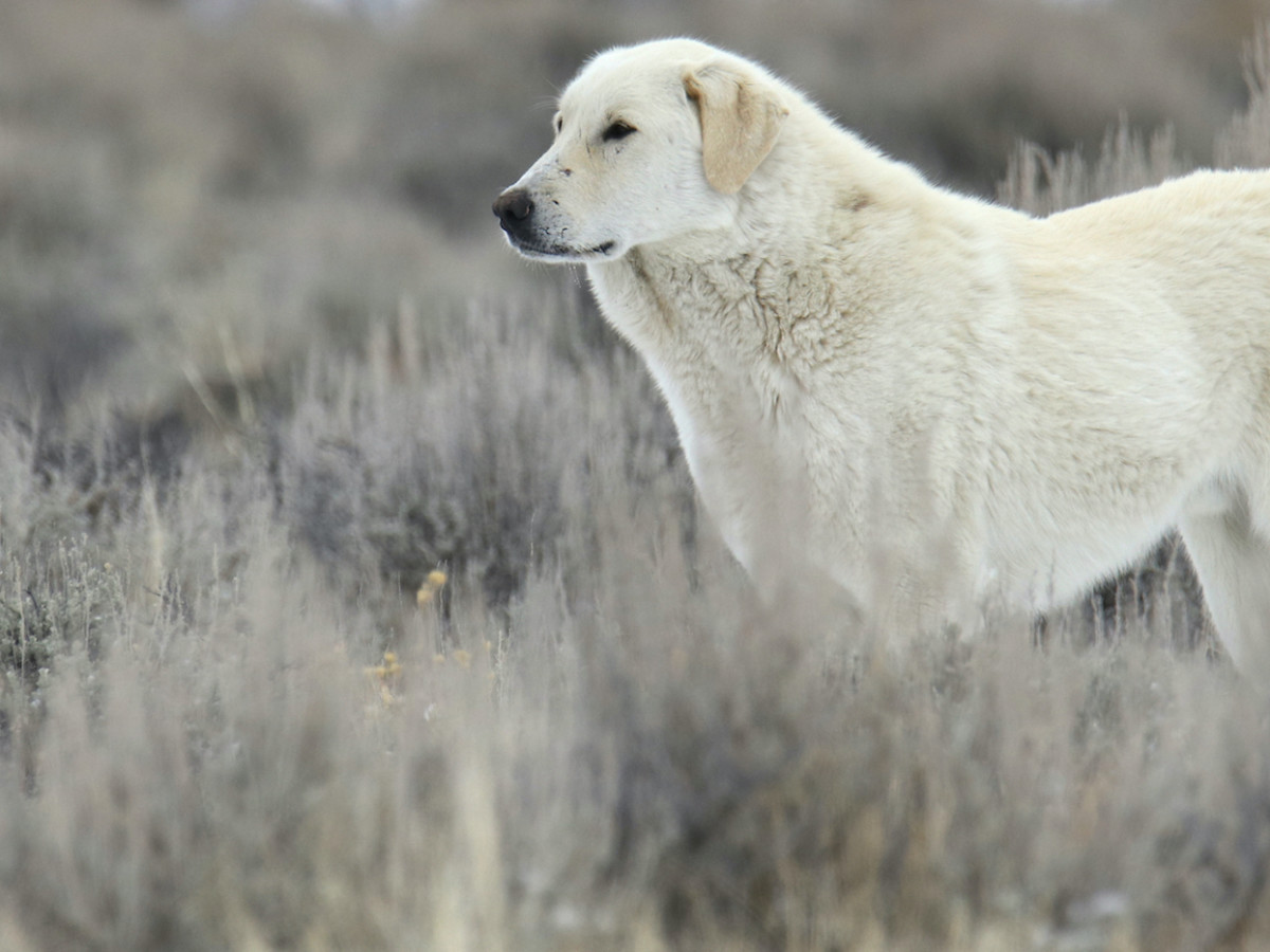 The Rarest Dog Breeds - TheStreet