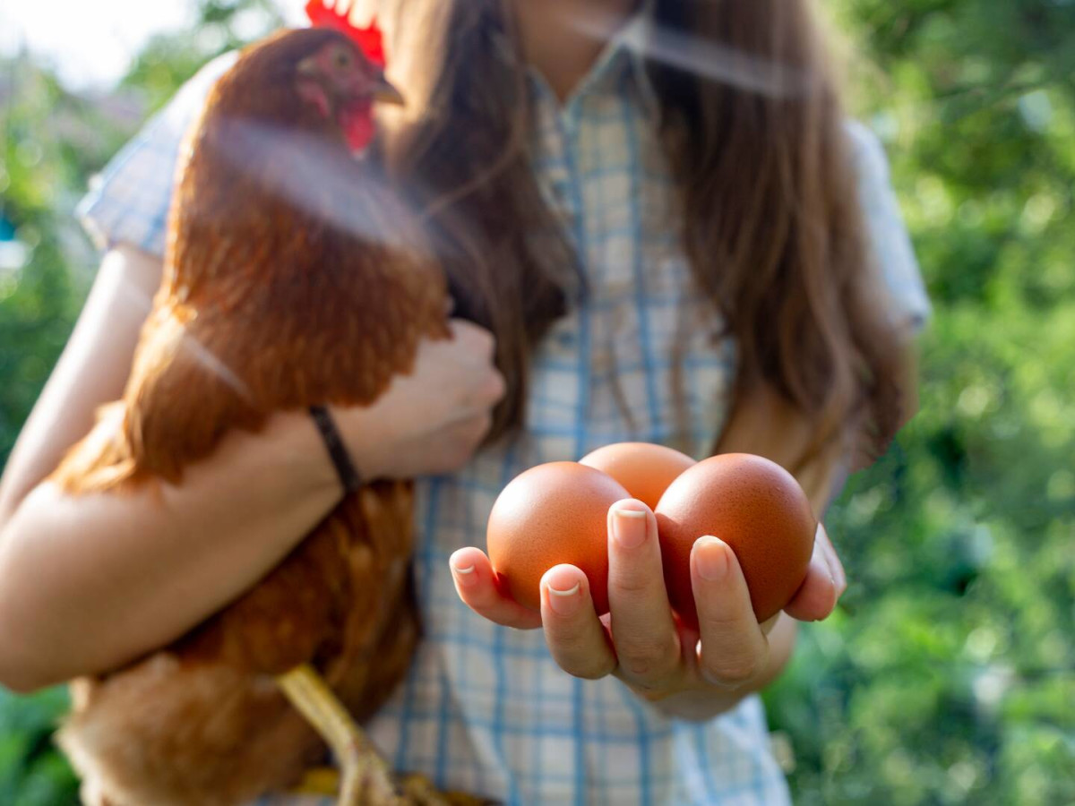US government wants to make healthier eggs illegal - TheStreet