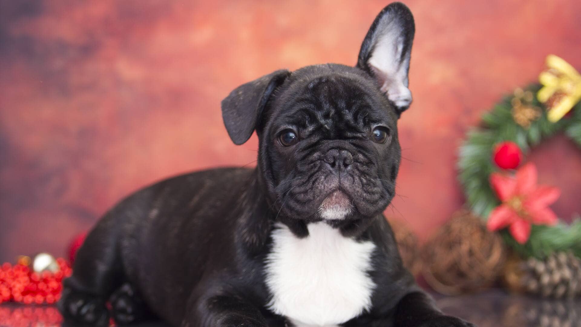 Online scammers targeting animal lovers this holiday season