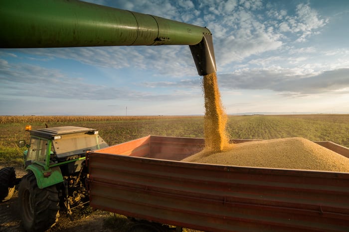 Why Soybeans Are a Proxy for the Trade War