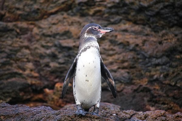 Galapagos Penguin