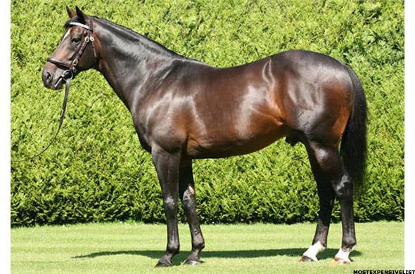 The 10 Most Expensive Racehorses Ever Sold At Auction - TheStreet