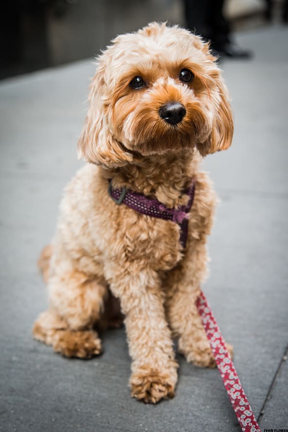 Image placeholder title