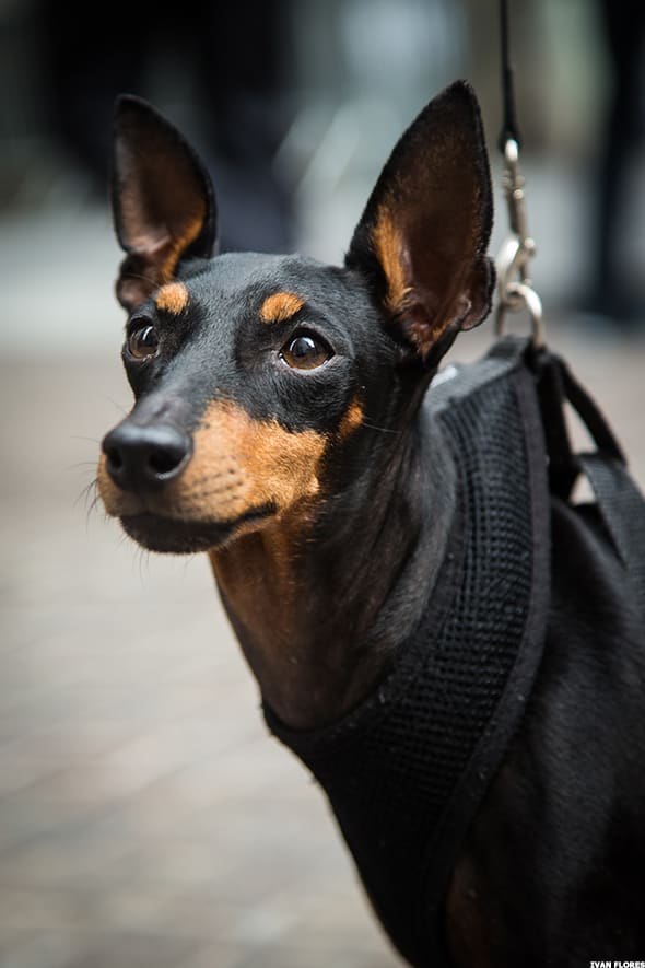 Image placeholder title