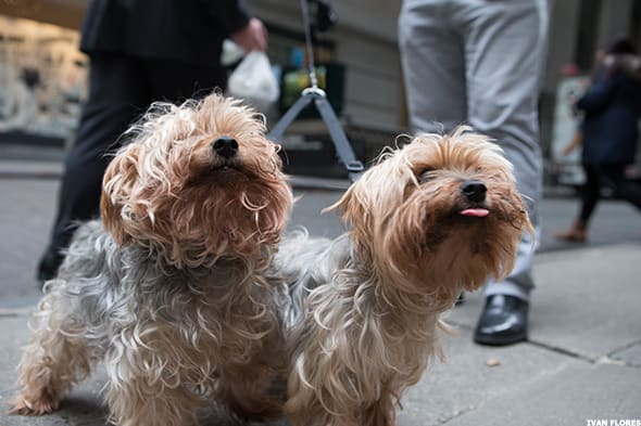 Image placeholder title