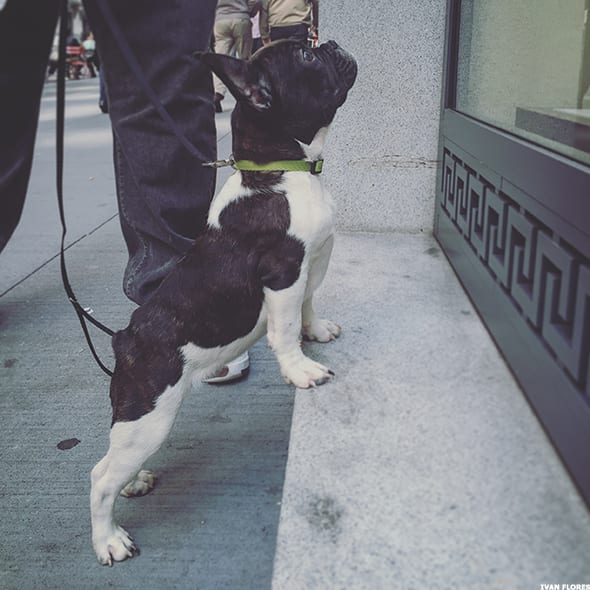 Image placeholder title