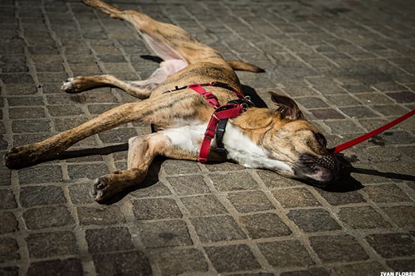 Image placeholder title