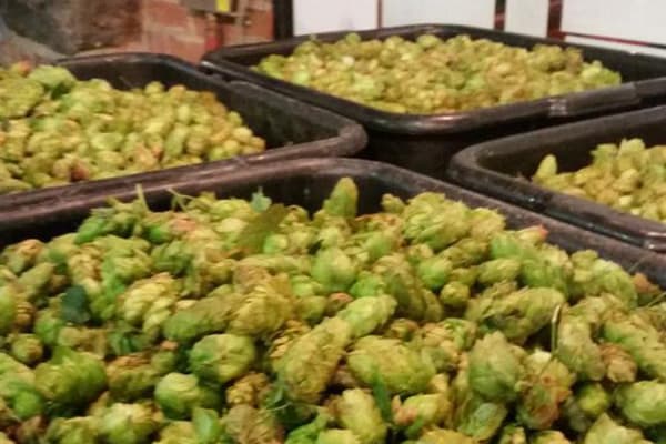 Image placeholder title