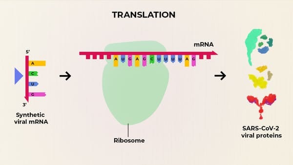 Rather than provide a vaccine made from viral proteins, Moderna’s COVID-19 vaccine is composed of synthetic viral mRNA. These molecules are injected into people and cellular protein-making machines, called ribosomes, read and translate the mRNA. It’s these proteins that then trigger an immune response. The Conversation, CC BY-SA