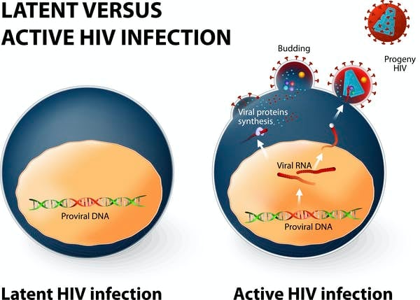 Latent infection (left) is when a cell is infected and the virus has inserted its genetic code into our human DNA. The immune system cannot detect this cell as being infected. An HIV infection can shift from latent to active if the infected cell is producing new viruses. ttsz / Getty Images