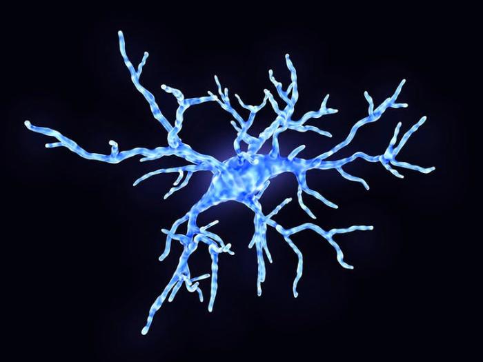 Microglia are specialized immune cells in the brain. In healthy states, they use their arms to test the environment. During an immune response, microglia change shape to engulf pathogens. But they can also damage neurons and their connections that store memory. JUAN GAERTNER/SCIENCE PHOTO LIBRARY / Getty Images