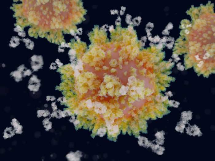 When antibodies (white) bind to the spike proteins covering the surface of the virus, SARS-CoV-2 can no longer infect human cells. JUAN GAERTNER/SCIENCE PHOTO LIBRARY/Getty Images