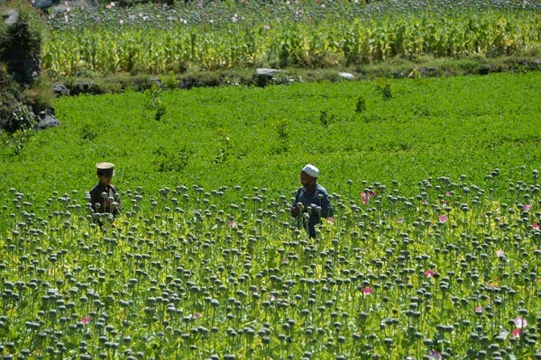 Afghan farmers harvest opium sap from a poppy field in the Darra-i-Nur District of Nangarhar province May 10. Noorullah Shirzada/AFP via Getty Images