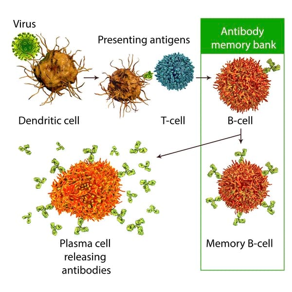 Dendritic cells recognize viruses and present information about the spike protein to T-cells. T-cells provide information about the viral spike protein to B-cells, which are transformed to memory B-cells that store information about the virus. When this memory B-cell is activated with an infection or the second dose of the vaccine, this causes some of the B-cells to change into plasma B-cells that secrete protective antibodies that fight the virus. Kateryna Kon/Science Photo Library via Getty Images