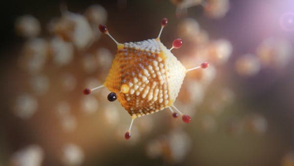 The AstraZeneca vaccine uses a harmless adenovirus – shown here – to deliver genetic material into a person’s cells. AstraZeneca, CC BY-ND