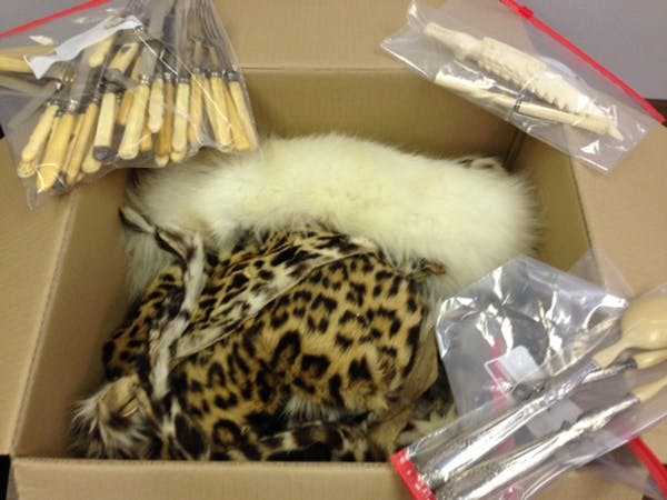Smuggled leopard skin and ivory seized at New Orleans International Airport, Feb. 17, 2017. USFWS