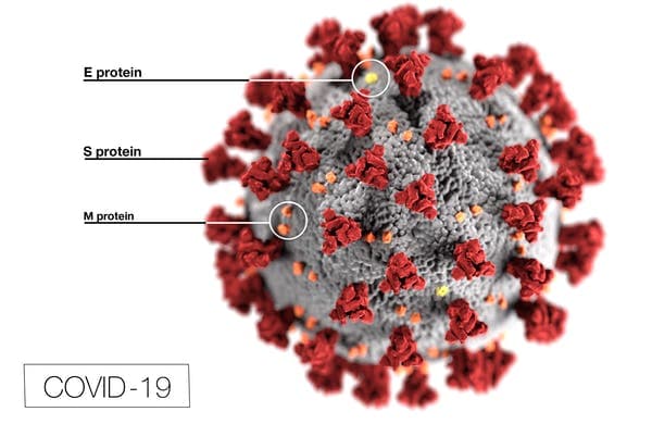 A novel coronavirus, named severe acute respiratory syndrome coronavirus 2 (SARS-CoV-2), is covered in spike proteins (S) that allow it to infect human cells. CDC/Alissa Eckert, MS; Dan Higgins, MAMS