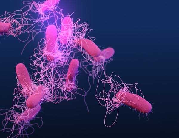 Drug-resistant Salmonella serotype Typhi bacteria, from the Centers for Disease Control and Prevention publication Antibiotic Resistance Threats in the United States. (Illustration by James Archer)