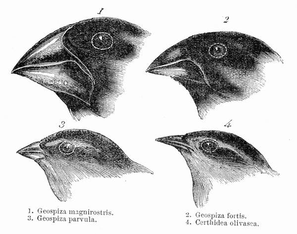 Darwin recognized that finches with beaks adapted to the specific food sources present on an island were more likely to survive and pass their genes to the next generation. Birds with the right beaks were defined as the fittest. Photos.com