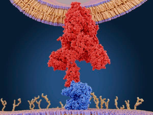 Molecular model of a coronavirus spike (S) protein (red) bound to an angiotensin-converting enzyme 2 (ACE2) receptor (blue) on a human cell. Once inside the cell, the virus uses the cells’ machinery to make more copies of itself. JUAN GAERTNER/SCIENCE PHOTO LIBRARY