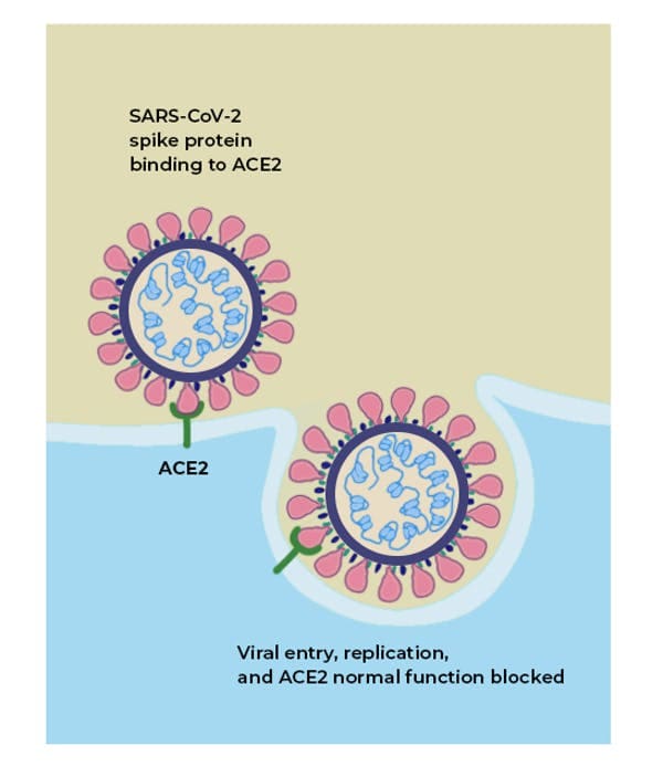 ACE2 acts as the receptor for the SARS-CoV-2 virus and allows it to infect the cell. The Conversation, CC BY-SA