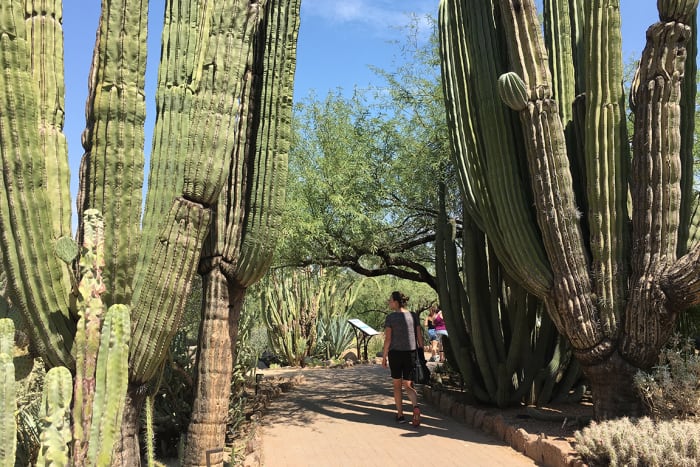 1 phoenix botanical garden KateK89 : Shutterstock.