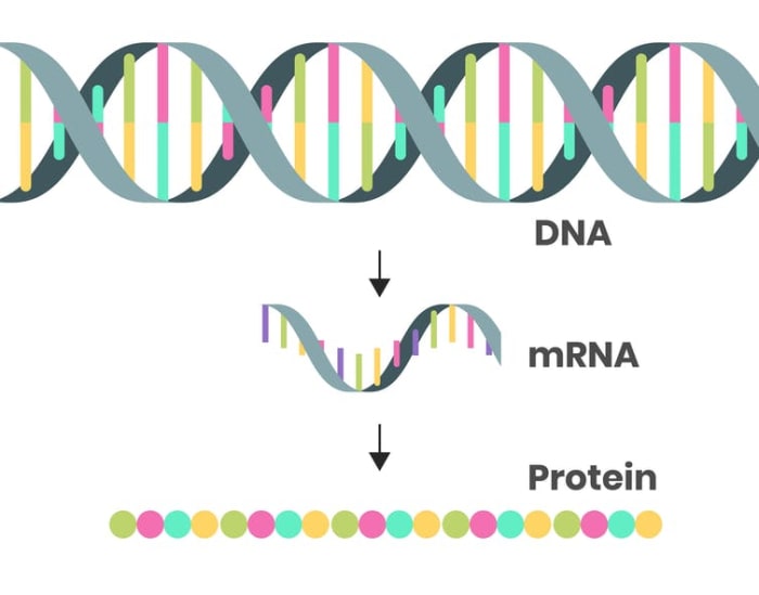 By changing the mRNA sequence in a vaccine, researchers can change the antibody producing protein it encodes for to better match new variants. Alkov/iStock via Getty Images