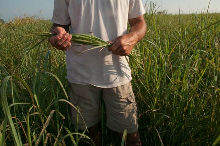 Making cellulosic ethanol from plants like switchgrass is complicated and remains unaffordable despite large subsidies. Karen Kasmauski/Getty Images