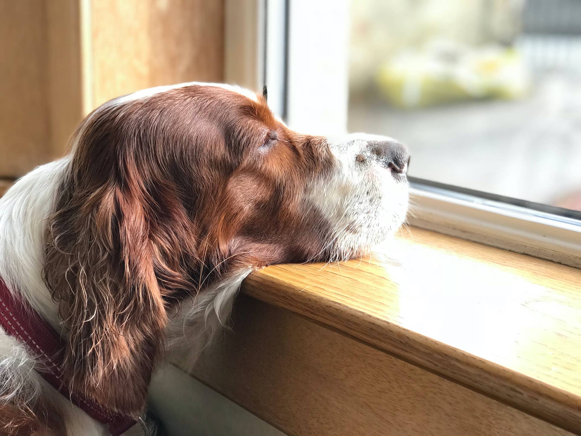 21 pet camera dog sh