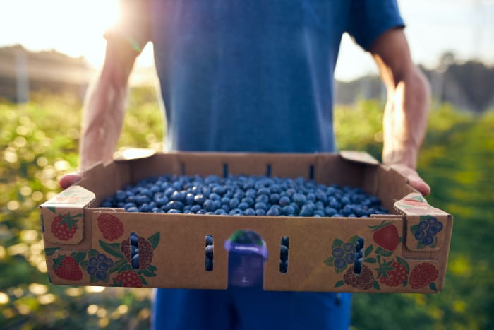 14 blueberries sh