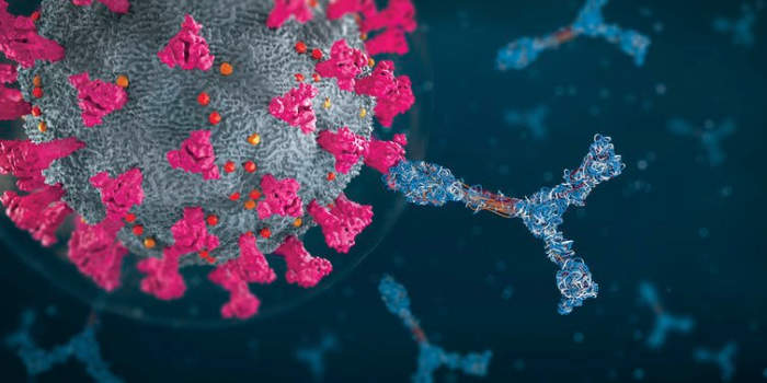 After vaccination, your body makes antibodies (blue in this illustration) that will hunt for coronavirus proteins (pink). Christoph Burgstedt/Science Photo Library via Getty Images