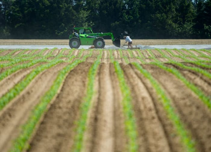 Migrant workers do maintenance at an asparagus farming facility in southwestern Ontario that experienced a COVID-19 outbreak. THE CANADIAN PRESS/Nathan Denette