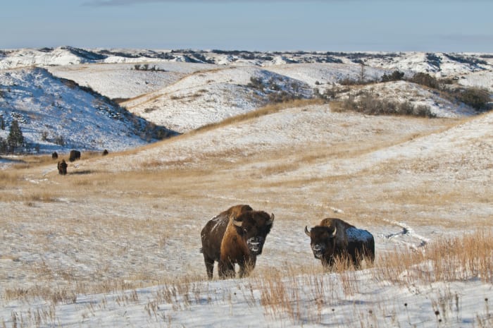 9. Theodore Roosevelt National Park sh