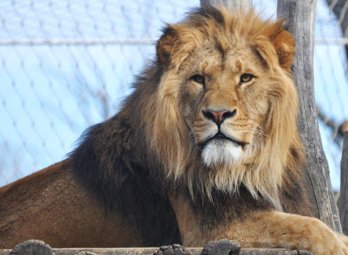 18 lion captivity sh